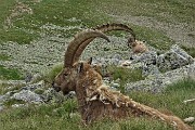 77 Il mio manto peloso in fase di muta per l'estate ormai arrivata